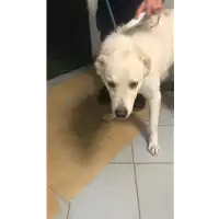 Foto dell\'animale cane - Matr. 2022/2125 - Microchip 380260044731664