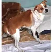Foto dell\'animale cane - Matr. 2022/2130 - Microchip 380260043770441
