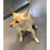 Foto dell\'animale cane - Matr. 2022/2129 - Microchip 380260042268026