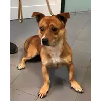 Foto dell\'animale cane - Matr. 2022/2128 - Microchip 380260044731879