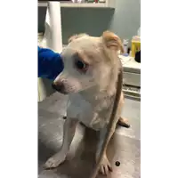 Foto dell\'animale cane - Matr. 2022/2127 - Microchip 380260044731677