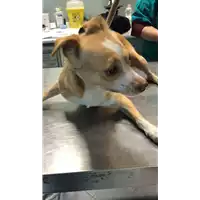 Foto dell\'animale cane - Matr. 2022/2126 - Microchip 380260044732005