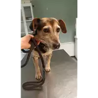 Foto dell\'animale cane - Matr. 2022/2132 - Microchip 380260043370865