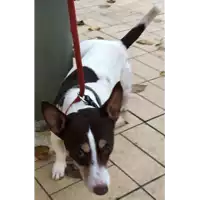 Foto dell\'animale cane - Matr. 2022/2134 - Microchip 380260041005269