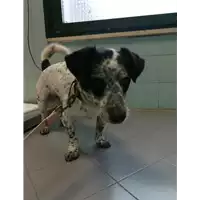 Foto dell\'animale cane - Matr. 2021/0429 - Microchip 380260044278868