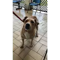 Foto dell\'animale cane - Matr. 2022/2137 - Microchip 380260042836888