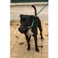 Foto dell\'animale cane - Matr. 2022/2138 - Microchip 380260044731404