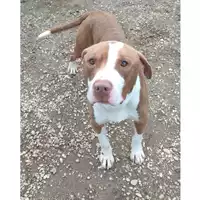 Foto dell\'animale cane - Matr. 2022/2141 - Microchip 380260044731720