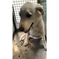 Foto dell\'animale cane - Matr. 2022/2145 - Microchip 380260044732024