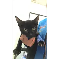 Foto dell\'animale gatto - Matr. 2022/2148 - Microchip 380260044731604