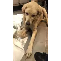Foto dell\'animale cane - Matr. 2022/2152 - Microchip 380260044731932