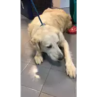 Foto dell\'animale cane - Matr. 2022/2153 - Microchip 380260044731323
