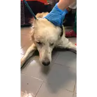 Foto dell\'animale cane - Matr. 2022/2154 - Microchip 380260044731185
