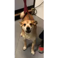 Foto dell\'animale cane - Matr. 2022/2157 - Microchip 380260043156327