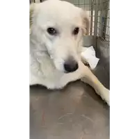 Foto dell\'animale cane - Matr. 2022/2159 - Microchip 380260044732138