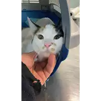 Foto dell\'animale gatto - Matr. 2022/2160 - Microchip 380260044732139