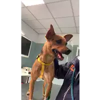 Foto dell\'animale cane - Matr. 2022/1815 - Microchip 380260044748792
