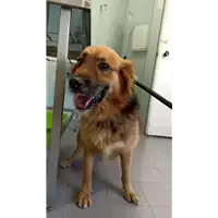 Foto dell\'animale cane - Matr. 2022/2162 - Microchip 380260044732068