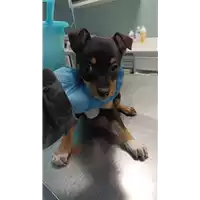 Foto dell\'animale cane - Matr. 2022/2165 - Microchip 380260044731533