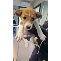 cane - Matr. 2022/2167 - Microchip 380260044731492