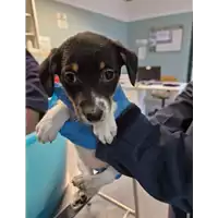 Foto dell\'animale cane - Matr. 2022/2168 - Microchip 380260044732157