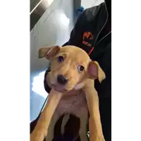 Foto dell\'animale cane - Matr. 2022/2169 - Microchip 380260044731528