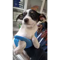 Foto dell\'animale cane - Matr. 2022/2170 - Microchip 380260044731940