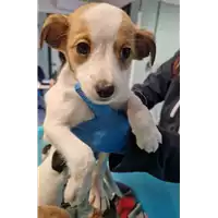 Foto dell\'animale cane - Matr. 2022/2171 - Microchip 380260044732150