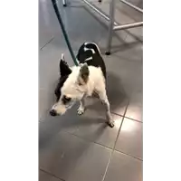 Foto dell\'animale cane - Matr. 2022/2174 - Microchip 380260000092459
