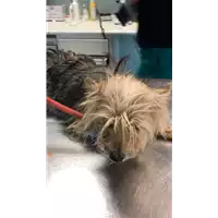 Foto dell\'animale cane - Matr. 2022/2175 - Microchip 380260044731352