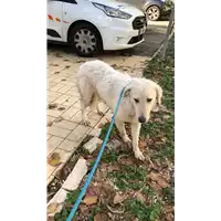 Foto dell\'animale cane - Matr. 2022/2173 - Microchip 380260044732129