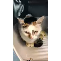 Foto dell\'animale gatto - Matr. 2022/2176 - Microchip 380260044731582