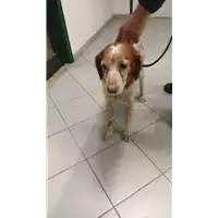 Foto dell\'animale cane - Matr. 2022/1993 - Microchip 380260044913872