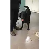 Foto dell\'animale cane - Matr. 2022/2183 - Microchip 380260101856291