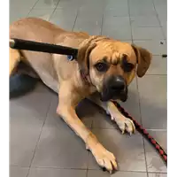 Foto dell\'animale cane - Matr. 2022/2187 - Microchip 380260044731345