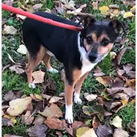 Foto dell\'animale cane - Matr. 2022/2188 - Microchip 380260044922158
