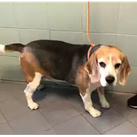 Foto dell\'animale cane - Matr. 2022/2189 - Microchip 380260002776684