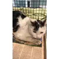 Foto dell\'animale gatto - Matr. 2022/2190 - Microchip 380260044731722