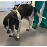 Foto dell\'animale cane - Matr. 2022/2193 - Microchip 380260044731726