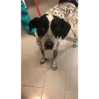 Foto dell\'animale cane - Matr. 2018/0073 - Microchip 380260042931769