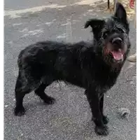 Foto dell\'animale cane - Matr. 2017/1124 - Microchip 380260043268622