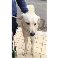 Foto dell\'animale cane - Matr. 2022/2196 - Microchip 380260044731406