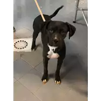 Foto dell\'animale cane - Matr. 2022/2197 - Microchip 380260044731652