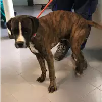 Foto dell\'animale cane - Matr. 2022/2198 - Microchip 380260044731639