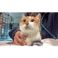 Foto dell\'animale gatto - Matr. 2022/2204 - Microchip 380260044731372