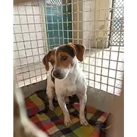 Foto dell\'animale cane - Matr. 2022/2209 - Microchip 380260044731936
