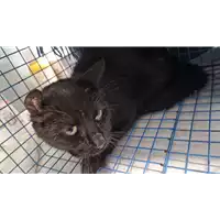 Foto dell\'animale gatto - Matr. 2022/2212 - Microchip 380260044913973