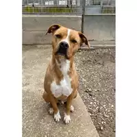 Foto dell\'animale cane - Matr. 2021/0305 - Microchip 380260101706794