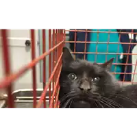 Foto dell\'animale gatto - Matr. 2022/2216 - Microchip 380260044731961