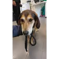 Foto dell\'animale cane - Matr. 2022/2219 - Microchip 380260002535960